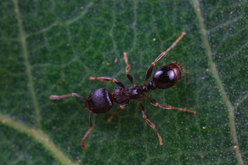 Ants in the wild, North China