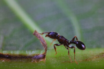 Ants in the wild, North China