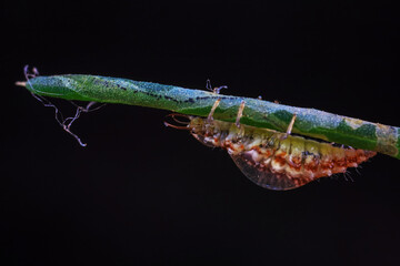 A functional insect of the order Neuroptera in the wild, North China