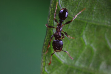 Fototapeta na wymiar Ants in the wild, North China