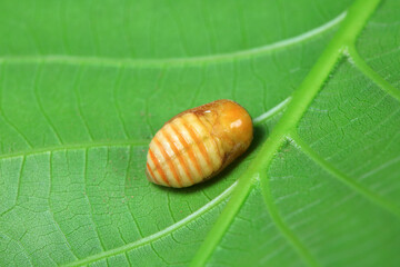 Lepidoptera larvae in the wild, North China