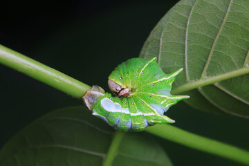 Lepidoptera larvae in the wild, North China
