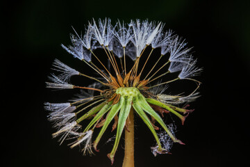 Wild plant dandelion in the wild, North China