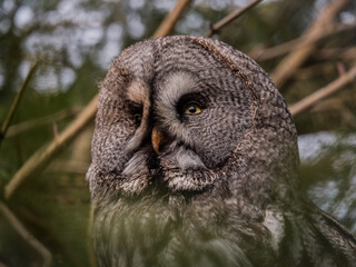 Kauz Portrait