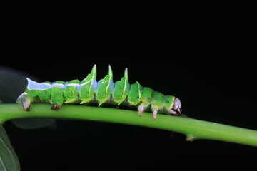 Lepidoptera larvae in the wild, North China
