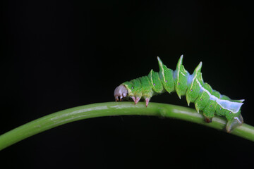 Lepidoptera larvae in the wild, North China