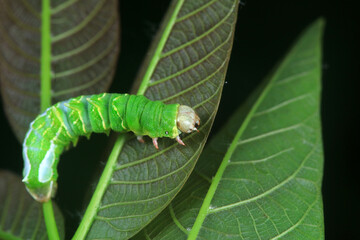 Lepidoptera larvae in the wild, North China