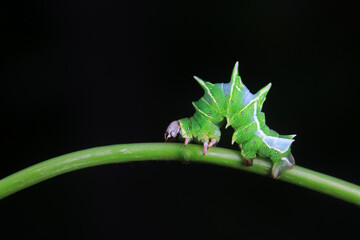 Obraz premium Lepidoptera larvae in the wild, North China