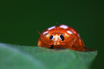 Ladybugs on wild plants, North China