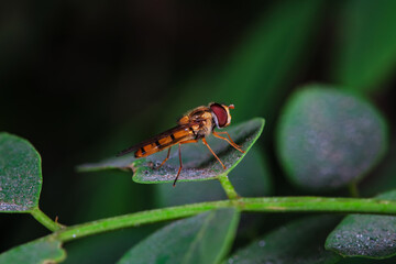 Aphid eating flies in the wild, North China