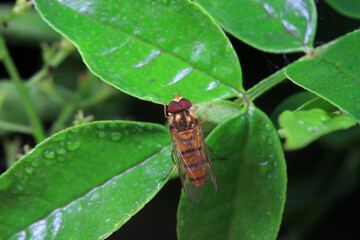 Fototapeta premium Aphid eating flies in the wild, North China