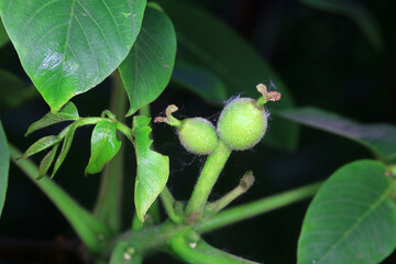 Young walnut fruit on branches, North China