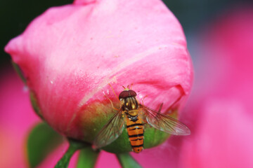 Aphid eating flies in the wild, North China