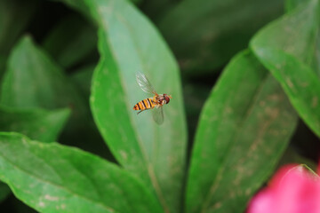 Aphid eating flies in the wild, North China