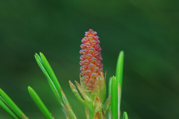 The fruit of South China pine is in the botanical garden