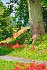 津屋川堤防の彼岸花