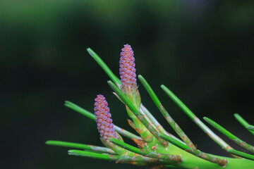 The fruit of South China pine is in the botanical garden