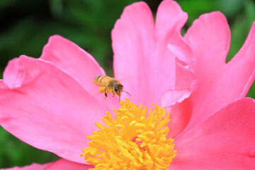 Bees gather honey on peony flowers, North China