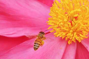 Bees gather honey on peony flowers, North China