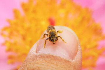 Bees gather honey on peony flowers, North China