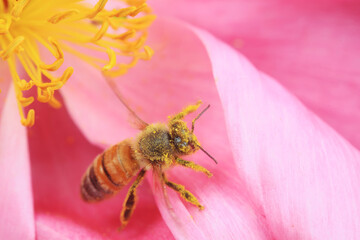 Bees gather honey on peony flowers, North China