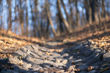  Fantasy autumn in the forest