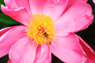 Bees gather honey on peony flowers, North China