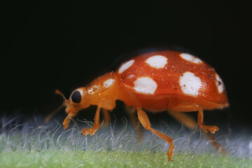 Ladybugs on wild plants, North China