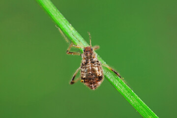 Aphids in the wild, North China