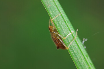 Aphids in the wild, North China