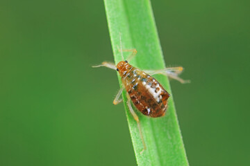 Aphids in the wild, North China