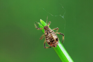 Aphids in the wild, North China