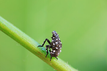 Hemiptera wax Cicadellidae insects on wild plants, North China