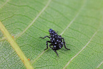 Fototapeta premium Hemiptera wax Cicadellidae insects on wild plants, North China