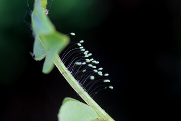 Insect eggs on wild plants, North China