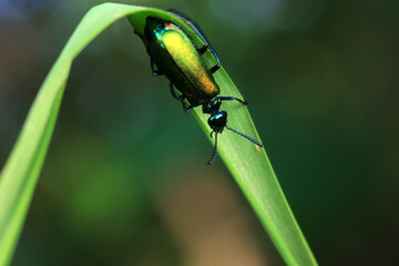 Coleoptera insect -- green Daphne genkwa, North China