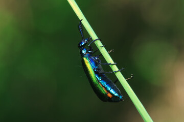 Coleoptera insect -- green Daphne genkwa, North China