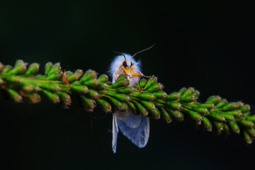 Lepidoptera insects in the wild, North China