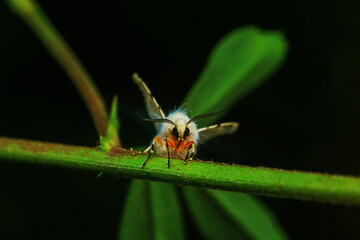 Lepidoptera insects in the wild, North China