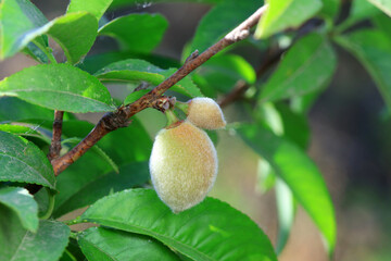 Obraz premium The young peach is in the orchard, North China