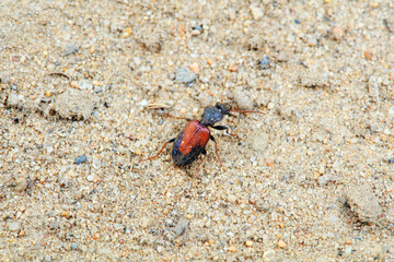 Carabidae insects in natural state, North China