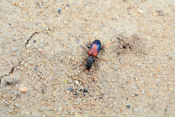 Carabidae insects in natural state, North China