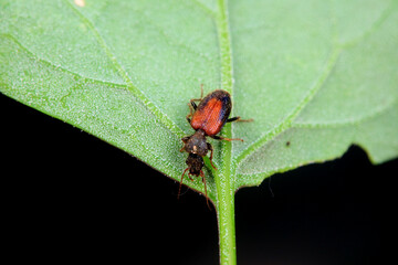 Carabidae insects in natural state, North China