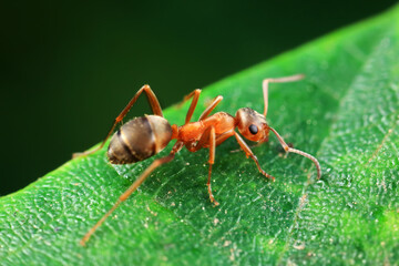 Ants in the wild, North China