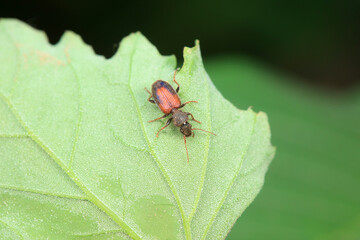 Carabidae insects in natural state, North China