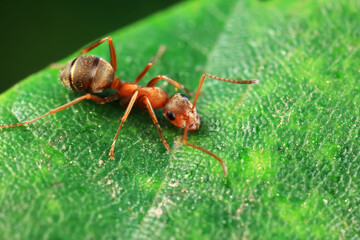 Ants in the wild, North China