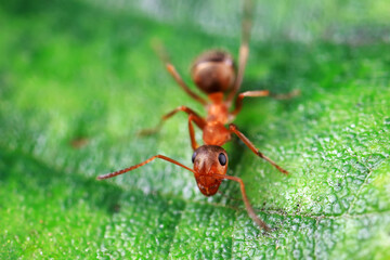 Ants in the wild, North China