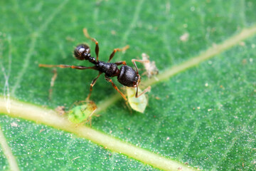 Aphids in the wild, North China