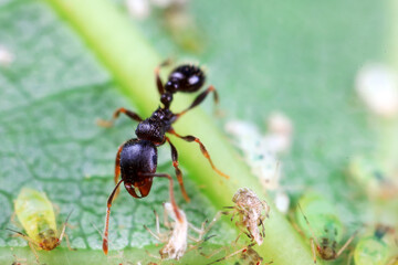 Aphids in the wild, North China
