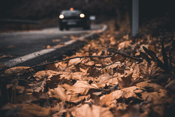 road in the forest in autumn
